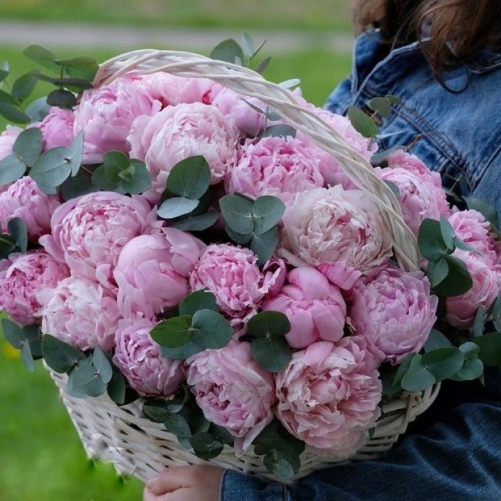 51 пион в корзине в Рас-эль-Хайме